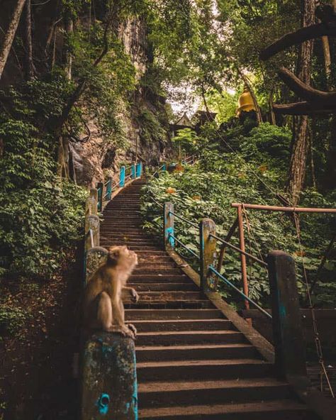 The Tiger Cave Temple Krabi is one of the must things to do. The sacred temple and amazing views on top of the mountain after the Tiger Cave temple hike are worth the effort. Read here everything you need to know about Tiger Cave Temple Krabi! #thailand #travelphotography #krabi #traveltips Monkey Trail Krabi, Tiger Cave Temple Krabi, Krabi Aesthetic, Southeast Asia Aesthetic, Thailand Hiking, Temples Aesthetic, Tiger Temple Thailand, Thailand Attractions, Thailand Tiger