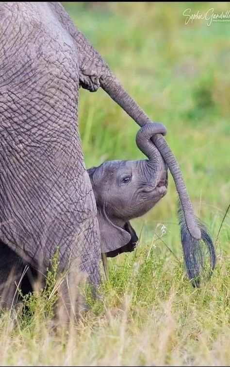 God's Beautiful Creation❤ on Tumblr Wild Life Animals, Elephant Facts, Elephants Playing, Happy Elephant, Elephant Pictures, Elephants Photos, Save The Elephants, Elephant Love, African Elephant