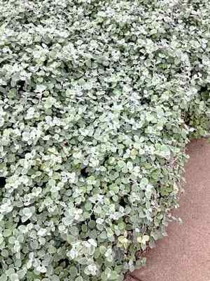 Licorice plant (Helichrysum petiolare). Photo by Joshua Siskin. Helichrysum Petiolare, Licorice Plant, Siskin, Flowering Plants, Now And Then, Drought Tolerant, Front Garden, House In The Woods, Licorice