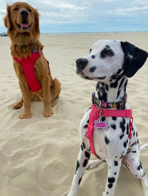 Golden Retriever And Dalmation, Dalmation And Golden Retriever, Cute Dalmatian, Dalmatian Puppy, Dalmatian Dog, Pointer Dog, Puppies And Kitties, Dalmatian Dogs, Golden Retrievers