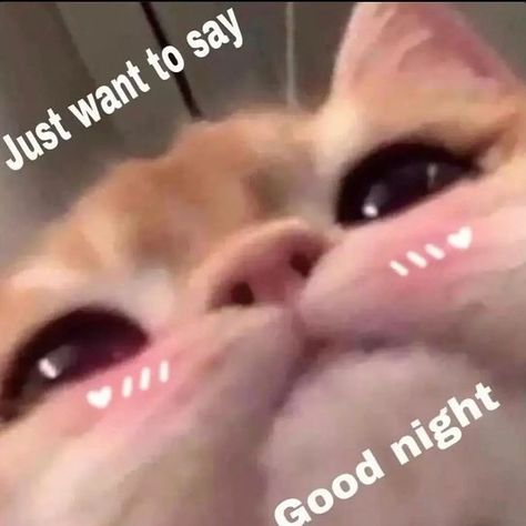 Cats | Kittens | Pets on Instagram: “good night I guess :€ Follow @mycatsardor @megameowpage for daily cats dose🙌🏻 . ➖ #catsonly #catsruletheworld #catsmeow #catsarepawsome…” Mood Pics Animals, Good Night Cat Images, Cat Mood Pics, Gn Cat, Wholesome Reaction Pics, Good Night Meme, Good Night Cat, Wholesome Pictures, Cute Cat Memes