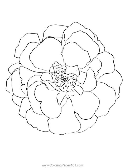 Marigold Coloring Page Marigold Sketch Simple, Drawing Marigold Flowers, Easy Marigold Drawing, Marigold Tattoo Outline, Marigold Outline Tattoo, Draw Marigold Flower, Marigold Line Art, Marigold Doodle, Marigold Line Drawing