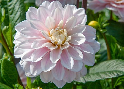 A really eye-catching variety, Dahlia 'Silver Years' features magnificent soft blush-pink blooms adorned with a cream center and a delicate hint of purple at the tip of each petal. The fully double flowers, up to 4 in. wide (10 cm), add real elegance in the garden. Blooming prodigiously from midsummer until frost, this dahlia grows up to 4-5 ft. tall (120-150 cm). Great for bouquets and stunning at the back of the border. Silver Years Dahlia, Dahlia Silver Years, Potting Room, Dahlia Varieties, Flower Library, Easy Perennials, Dahlia Garden, Garden 2023, Types Of Orchids