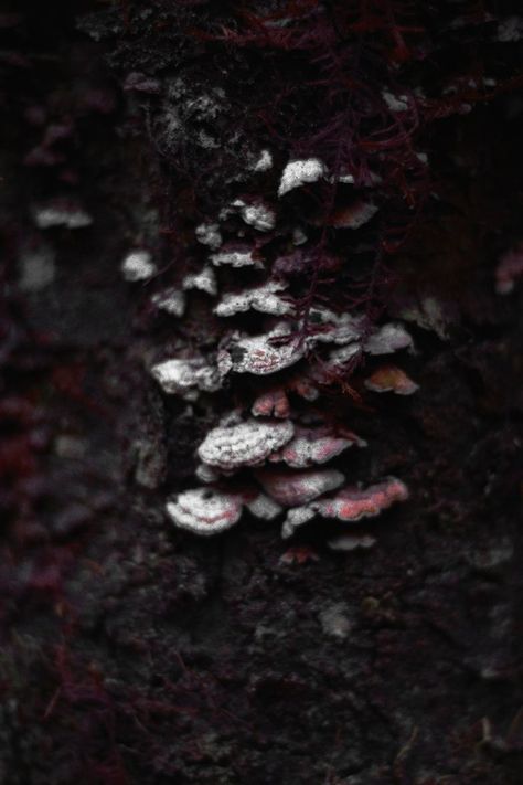 Mushroom Widget, Dark Mushroom Aesthetic, Mushroom Druid, Rotting Forest Aesthetic, Mushrooms Dark Aesthetic, Decay Aesthetic, Dark Fern Creations, Decay Aesthetic Dark, Bones In The Forest