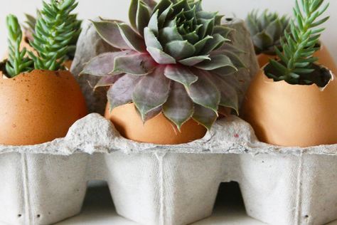 I’ll be the first to admit that keeping plants alive is not my strong suit. After years of denial—and time, money, and effort wasted—I now stick to a strict succulent-only rule when bringing plants home. For a twist on regular potted succulents, I decided to plant some in eggshells. It was a fun way to combine my love of food and cooking with my (relatively) newfound success caring for succulents. Egg Shell Planters, Keeping Plants Alive, Plant Succulents, Potted Succulents, Egg Shell, Succulent Care, Egg Carton, Cactus Y Suculentas, Cactus And Succulents