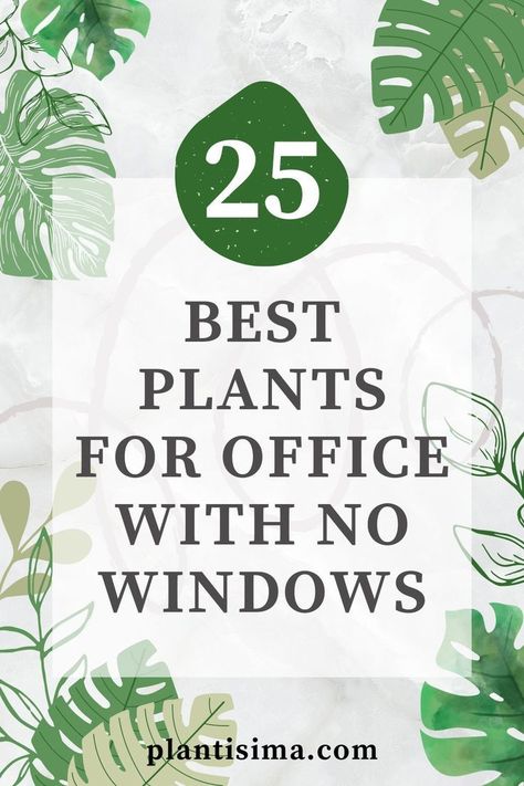 Decorating Work Office, Best Plants For Office, Office With No Windows, Decorate My Office At Work, Best Desk Plants, Plants For Office, Decorating Your Office At Work, Office Ideas For Work, Office Decoration Ideas