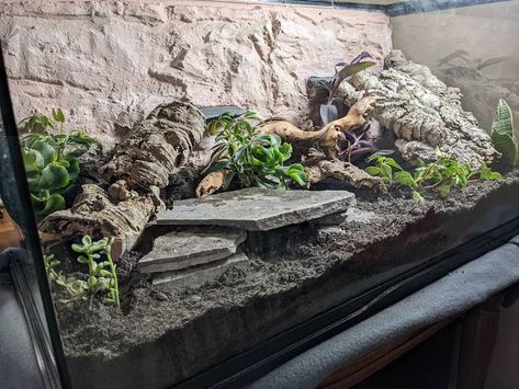 Kenyan Sand Boa Enclosure, Uromastyx Enclosure, Leopard Gecko Bioactive, Blue Tongue Skink Enclosure, Snake Cage Ideas, Skink Enclosure, Reptile Setup, Ackie Monitor, Cool Terrarium