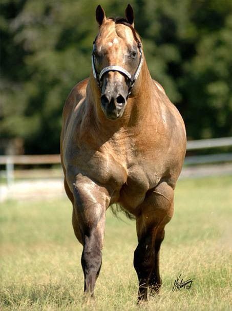 Flawless buckskin Quarter horse, One of my favorite colorings on a horse! Aqha Stallion, Buckskin Horse, Beef Cow, American Quarter Horse, Majestic Horse, All The Pretty Horses, Horse Crazy, Horse Photos, Pretty Horses