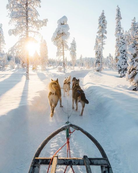 Bucket List Activities, Kelsey Johnson, Huskies Sled, Sled Ride, Finnish Lapland, Finland Travel, Lapland Finland, Winter Dog, Dog Sledding