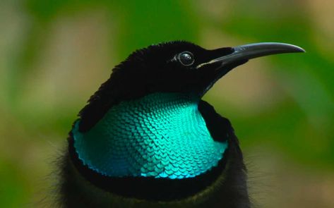 Greater Lophorina, Magnificent Riflebird, Paradise Bird, Cut Animals, Australia Animals, World Birds, Australian Birds, Cat Facts, Exotic Birds