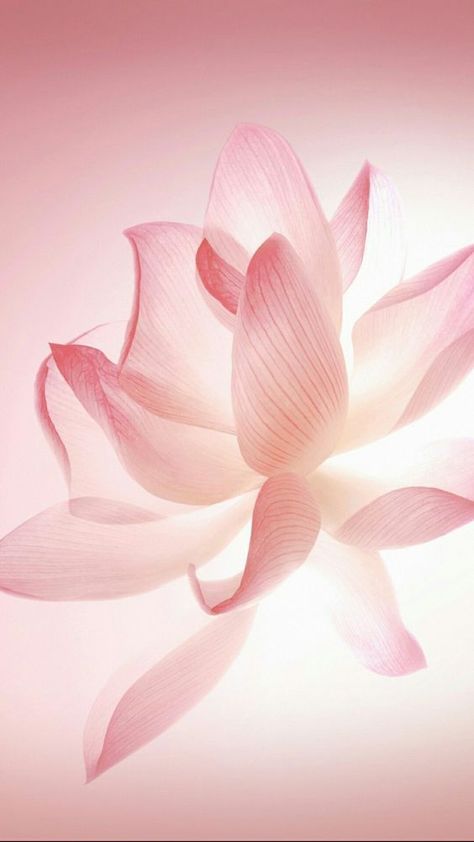 Pink Flower Wallpaper Iphone, 4 Petal Flower, Light Pink Wallpaper, Lotus Flower Wallpaper, Huawei Wallpapers, Iphone Lockscreen Wallpaper, Wallpaper Iphone Neon, Iphone Wallpaper Photos, Flower Backgrounds