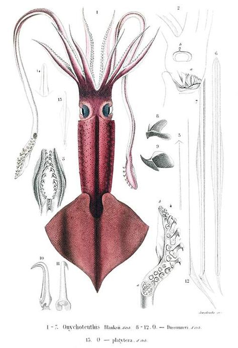 Publisher: Paris: Gide et Cie, Éditeurs, 1845 Clubhook squid Flora And Fauna Drawing, Old Book Illustrations, Fauna Illustration, Animal Illustration Art, Nature Sketch, Fish Illustration, Scientific Illustration, Book Illustrations, Mystical Creatures