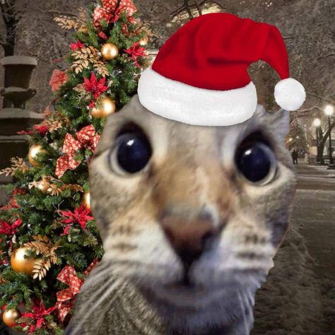 Christmas Cat Profile Picture, Christmas Kitty Pfp, Cat Christmas Meme, Christmas Cat Pictures, Merry Christmas Pfp, Christmas Discord Pfp, Christmas Icon Pfp, Cat Christmas Pictures, Christmas Wallpaper Cat