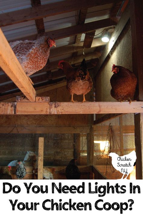 I will always use lights in the chicken coop and it has nothing to do with eggs! Northern winters are cold, dark, and miserable. Find out why and how I use lights in the coop for healthier birds all winter long. #chickens #keepingchickensinwinter #chickencare #chickencooplighting #chickencooplights Inside Chicken Coop, Chicken Roost, Baby Chicks Raising, Best Chicken Coop, Backyard Flocks, Keeping Chickens, Building A Chicken Coop, Chicken Scratch, Small Farm