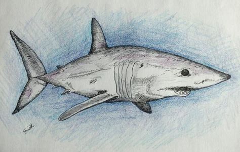 Example of the beauty and violence of nature: the Mako Shark. I did this illustration for the Twitter #SundayFishSketch theme of “a fish whose name starts with the same letter as the artists first name.” Thus the letter M for yours truly. Also, this is the selected sea creature for the May 23rd Twitter #mbiomermay prompt, the Mako Shark. Pen & ink drawing with color pencil. #SciArt Mako Shark Drawing, Drawing With Color Pencil, Drawing With Color, Fish Sketch, Pen Ink Drawing, Sketch Reference, Shark Drawing, Color Pencil Sketch, Mako Shark