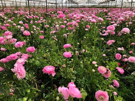 Grow Ranunculus, Ranunculus Garden, Ranunculus Asiaticus, Spring Crops, Gardening Zones, Ranunculus Flowers, Flower Farmer, Shade Cloth, Growing Flowers