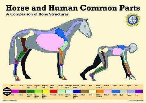 Horse and Human Common Parts Chart Horse Lessons, Horse Exercises, Horse Facts, Horse And Human, Horse Anatomy, Horse Camp, Horse Therapy, Human Body Parts, Types Of Horses