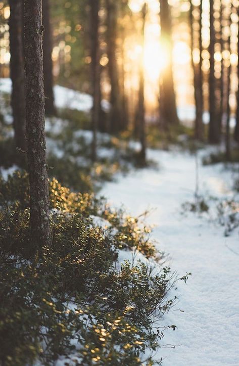 Snow Woods Aesthetic, Snow Woods, Woods Aesthetic, Aesthetic Cottagecore, Christmas Aesthetic, Winter Snow, Forest, Christmas