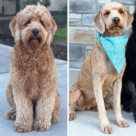 Shaved Goldendoodle Haircut, Shaved Goldendoodle, Teddy Bear Goldendoodle, Haircut Summer, Goldendoodle Haircuts, Goldendoodle Grooming, Haircuts To Try, Grooming Ideas, Poodle Cuts