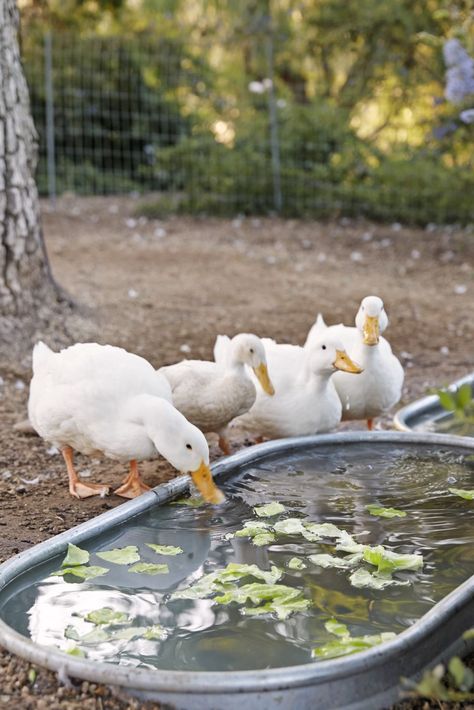 duck water trough landscaping idea Duck Sanctuary, Fantasy Farm, A Soft Life, Backyard Ducks, Patina Farm, Wooden Garden Bed, Duck Coop, Duck Farming, Townhouse Garden