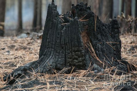 Charred tree Burnt Textiles, Burnt Forest, Burnt Tree, Tree Makeup, Dead Forest, Forest Flowers, Forest Floor, Environmental Issues, Planet Earth