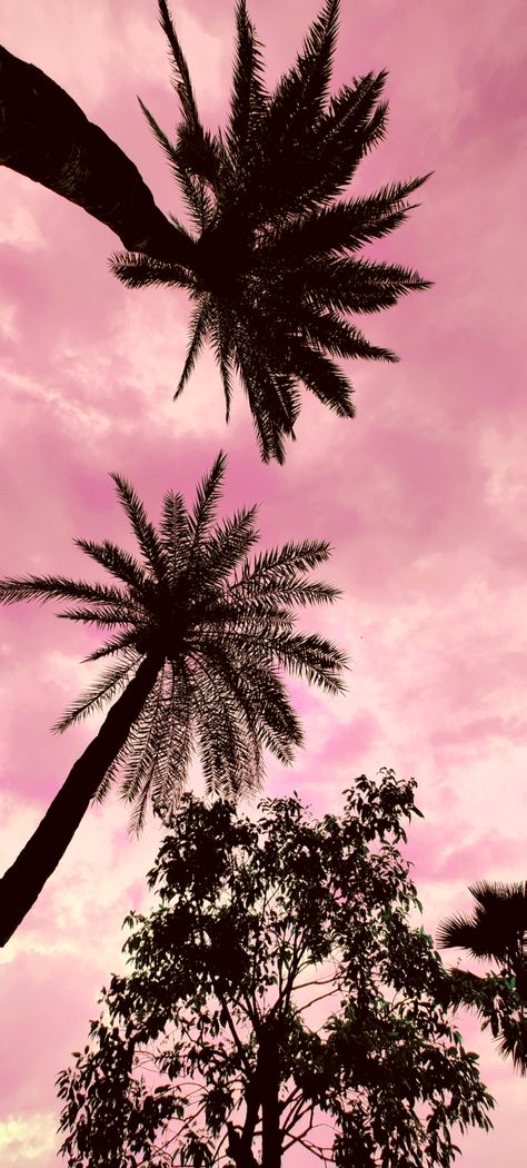 Palmtrees Aesthetic Wallpaper, Aesthetic Wallpaper Palm Trees, Wallpaper Backgrounds Palm Trees, Palm Tree Iphone Wallpaper, Pink Palm Trees Wallpaper, Palm Tree Phone Wallpaper, Lock Screen Images, Palm Trees Wallpaper, Beach Wall Collage