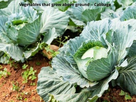 19 Vegetables that Grow Above Ground [with pics] - Learn Along with Me Growing Cabbage, Herbs For Chickens, Southern Fried Cabbage, Boiled Cabbage, Making Sauerkraut, Cabbage Plant, Cabbage Seeds, Fermented Cabbage, Winter Dishes