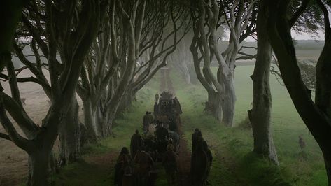 The King’s Road from GoT (Dark Hedges, hrabstwo Antrim) Dark Hedges Ireland, Game Of Thrones Locations, Tree Tunnel, Dark Hedges, Magical Tree, Filming Locations, Dubrovnik, The Real World, Northern Ireland