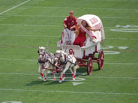 The Sooner Schooner is the official mascot of the sports teams of the University of Oklahoma Sooners. Pulled by two white ponies named Boomer and Sooner. Sooner Schooner, Sooner Football, Oklahoma Sooners Football, Ou Football, Oklahoma Football, Ou Sooners, Texas Football, The University Of Oklahoma, Boomer Sooner