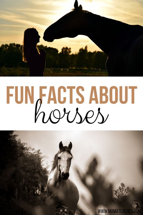 Facts About Horses - Fun Animal Facts for Kids - Mama Teaches Horse Facts For Kids, Interesting Facts About Horses, Horse Tricks, Facts About Horses, Horse Leads, Fun Animal Facts, Animal Facts For Kids, Horse Ownership, Female Horse