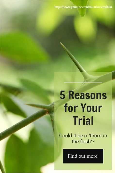 Paul was one of God's most faithful servants. So, why would God allow a trial in his life that was so difficult he called it "a thorn in the flesh"? And Paul is not the only one who has struggled with a trial that could be called a thorn in the flesh. So, why would God allow such a thorn in Paul's life? And why does He allow difficult trials in our lives? #trials #thornintheflesh #soulsurvival Thorn In The Flesh, Handling Emotions, Not The Only One, The Flesh, In The Flesh, Christian Faith, One And Only, Our Life, Parenting