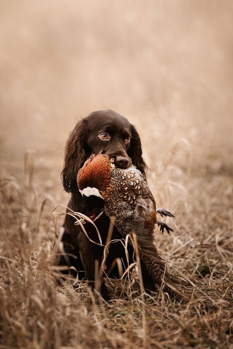 Boykin Spaniel Goes Pheasant Hunting — J.Klein Photos Pheasant Farm, Working Spaniel, Duck Hunting Dogs, Hunting Photography, Hunting Dogs Breeds, Boykin Spaniel, Working Cocker, Hunting Art, Pheasant Hunting