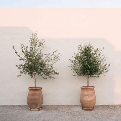 Home • Instagram Olive Tree Outdoor Patio, Spanish Courtyard Ideas, Olivier En Pot, Potted Olive Tree, Pots Plants, Spanish Garden, Mediterranean Plants, Outdoor Living Design, Mediterranean Garden