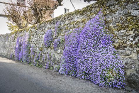 How to Grow Aubrieta - False Rockrose - Garden Chronicle Lilac Varieties, Flowering Quince, Garden Walls, Blue Rock, Stone Garden, Light Blue Flowers, Ground Cover Plants, Stone Walls, Hardy Perennials