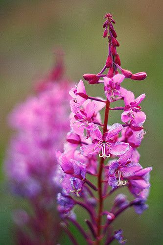 Rock Painting Supplies, Yukon Territory, Beaded Flowers Patterns, Flower Essences, Language Of Flowers, Flowers And Leaves, Real Flowers, Flower Tattoos, Flowers Photography