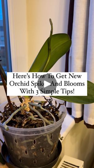 9.2K views · 1.8K reactions | Here’s the Best Way to Get New Orchid Spikes and Rebloom! 🌸

Before we get started, don’t forget to like and save this post 📌 and follow for more expert orchid care tips!

Want your orchid to grow new spikes and rebloom? Follow these three essential tips to give it a boost!

🌞 Light, Light, Light!
Without enough light, your orchid won’t produce new spikes or flowers. Bright, indirect light is key—if your leaves are dark green, it’s a sign of too little light. Move your orchid closer to a bright window (but avoid direct sunlight to prevent burns). Aim for 12-14 hours of light daily, and consider using a grow light if natural light is limited.

💧 Water with Care
Orchids like consistent moisture, but soggy roots can cause rot! Let the potting medium dry sligh Indoor Orchid Care, Bright Indirect Light, Repotting Orchids, Orchids In Water, Indoor Orchids, Green It, Orchid Care, Grow Light, Grow Lights