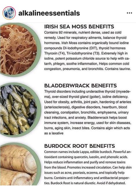 Bladderwrack Benefits, Burdock Root Benefits, Dr Sebi Nutritional Guide, Dr Sebi Alkaline Food, Burdock Root, Herbs For Health, Alkaline Foods, Eat Better, Cold Remedies