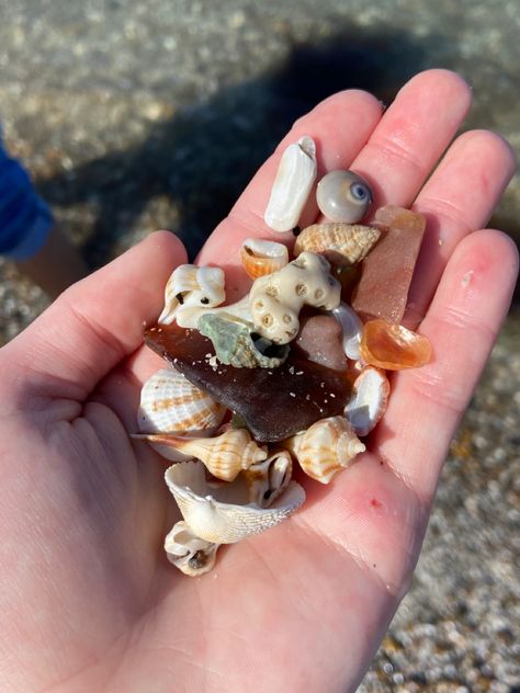 Sea Treasure, Treasure Hunting Aesthetic, Seashell Hunting, Treasure Hunt Aesthetic, Shell Hunting, Good Evening Wishes, Ocean Girl, Ocean Treasures, Beach Rocks