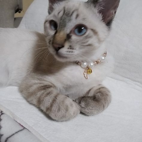 Cats With Collars, Cat Diamond Collar, Cat With Pearl Necklace, Spoiled Cat Aesthetic, Cat With Necklace, Cat Collar Aesthetic, Cute Cat Collars, Spoiled Cat, Spoiled Cats