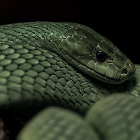 Loki Aesthetic, Slytherin Pride, Catty Noir, Dark Green Aesthetic, Slytherin House, Hogwarts Aesthetic, Green Snake, Slytherin Aesthetic, Harry Potter Aesthetic