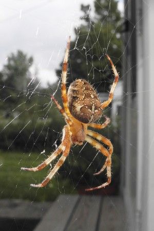 Araneus diadematus (Cross Orbweaver) | Adult Female | This spider is named for the pattern of white spots on the abdomen that form a cross in most specimens. Native to Europe, it was introduced to North America long ago. It spins the classic wheel-like orb web, usually sitting head-down in the hub (center), at night as well as during the day. Spider Identification, Spider Pictures, Orb Weaver, Spider Species, Garden Spider, Wolf Spider, Itsy Bitsy Spider, European Garden, Spider Tattoo