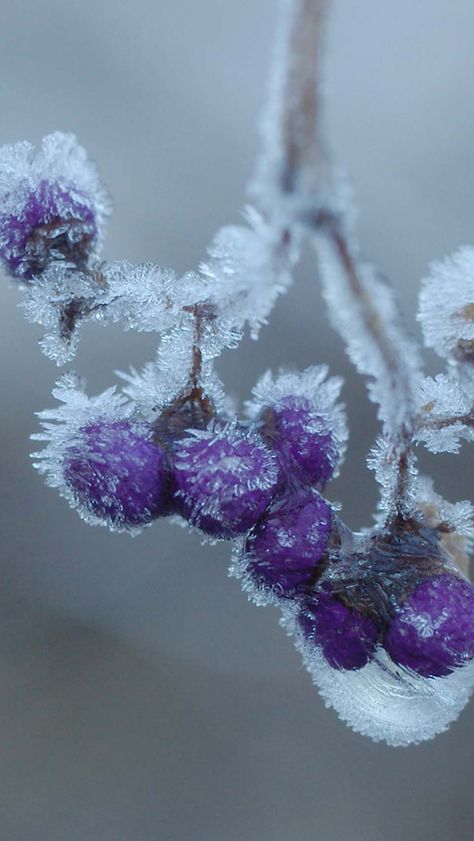 Snow Flacks, Colourful Nature, Flower Background Iphone, Iphone 5 Wallpaper, Ice Storm, Subtle Beauty, Flowers Background, Winter Szenen, Winter Plants