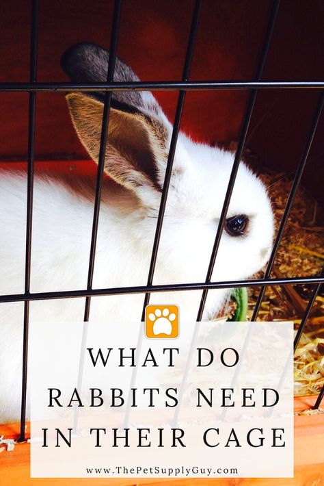 Flemish Giant Rabbit Cage Indoor, Bunny Necessities, Bunny Cage Ideas Indoor, Bunnies Cage, Rabbit Cage Ideas, Rabbit Cage Indoor, Giant Rabbits, Diy Bunny Cage, Fiber Farm