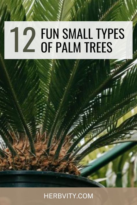 If you want to bring the tropics home with you or simply learn about different types of palm trees, 12 Fun Small Types Of Palm Trees is here to help. Types Of Palm Trees, Palm Tree Types, Needle Palm, Potted Palm Trees, Landscaping Entrance, Monument Ideas, Small Palm Trees, Palm Trees Landscaping, Bamboo Palm