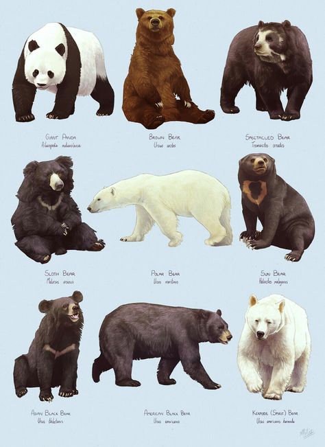 Bear Tumblr, Bear Species, American Black Bear, Bear Artwork, Dog Breeds List, Spirit Bear, Wild Animals Pictures, Bear Drawing, Interesting Pictures