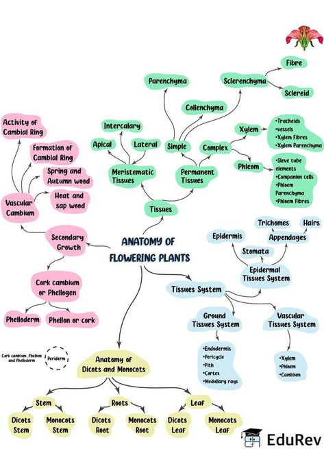 Morphology Of Flowering Plants Mind Map, Mind Map Biology Class 11, Plant Hormones Biology Notes, Neet Biology Mind Maps, Anatomy Of Flowering Plants Notes, Anatomy Of Flowering Plants, Biology Flashcards, Cell Biology Notes, Plant Hormones