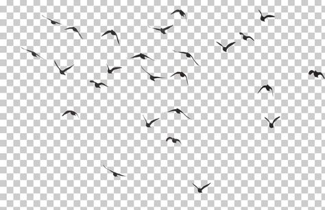 Bird Flock, Cute Rabbit Images, Birds Png, Sky Photoshop, Tree Photoshop, Blurred Background Photography, Creative T Shirt Design, Cool Pictures For Wallpaper, Photo Background Images Hd