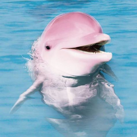 Pink River Dolphin, Pink River, Dolphin Photos, White Dolphin, River Dolphin, Dolphin Art, Tropical Girl, Mako Mermaids, Pink Dolphin