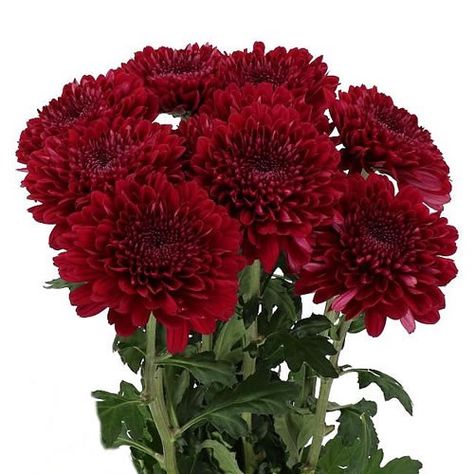 <p> CHRYSANT SGL. PARKER is a Red disbudded, single headed cut flower. It is approx. 70cm tall.</p> Red Chrysanthemum Bouquet, Burgundy Chrysanthemum, Red Chrysanthemum, Wedding December, Chrysanthemum Bouquet, Vampire Au, Nature Reference, Flower Arrangements Wedding, Dutch Flowers