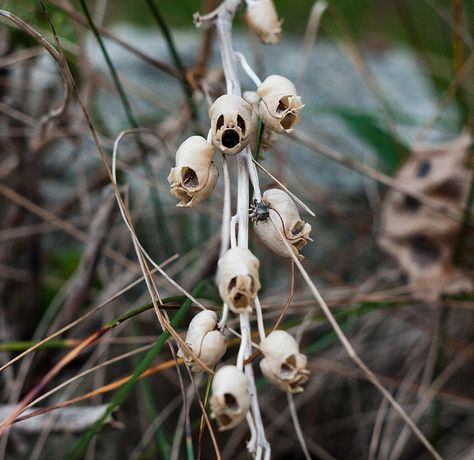 Snapdragon Flowers, Dead Flowers, Goth Garden, Weird Plants, Gothic Garden, Witch Garden, Black Garden, Moon Garden, Unusual Plants